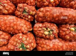 Onion Sacks